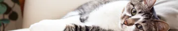 Pet 4 Header