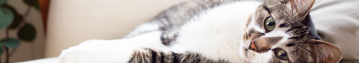Pet 4 Header