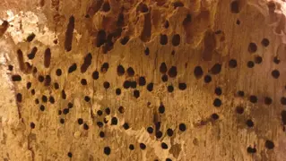 Houtworm Bestrijden 01
